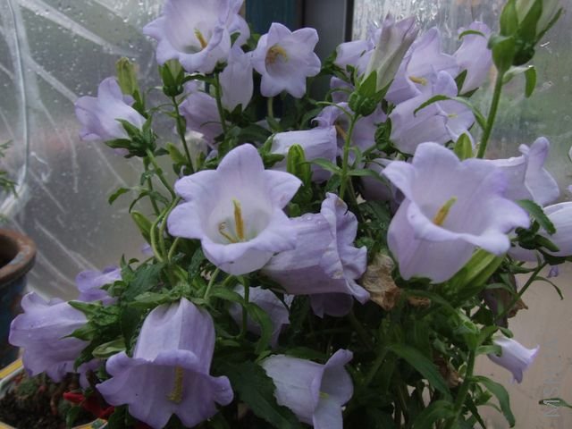 DSCF1694 [640x480].JPG