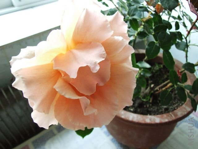 DSCF1546 [640x480].JPG