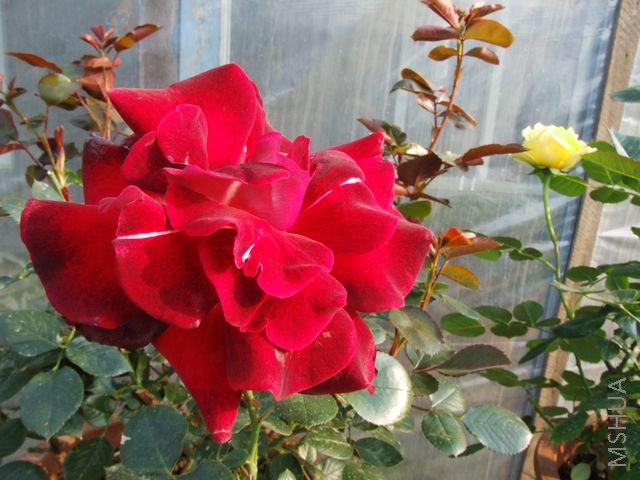 DSCF1534 [640x480].JPG