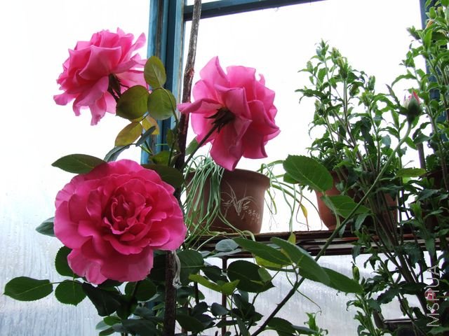 DSCF1559 [640x480].JPG