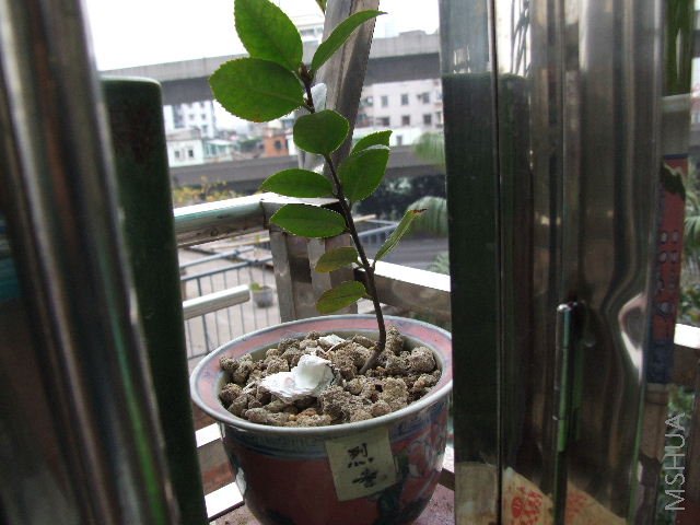 2008_0511aa0038.JPG