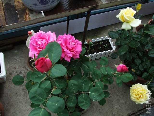 DSCF1564 [640x480].JPG