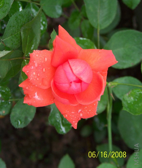 ���ĵķ���