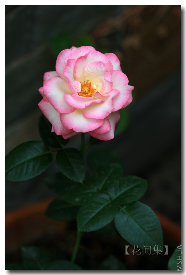 IMG_6802 ����.jpg