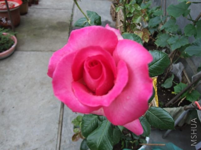 DSCF1699 [640x480].JPG