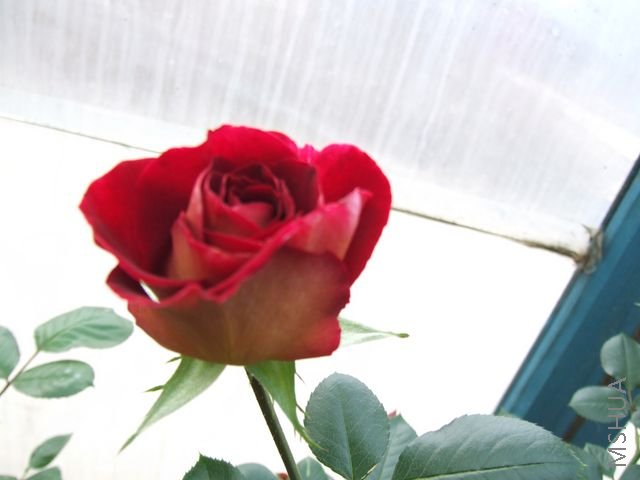 DSCF1348 [640x480].JPG