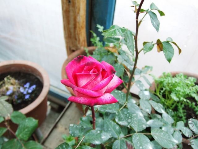 DSCF1563 [640x480].JPG