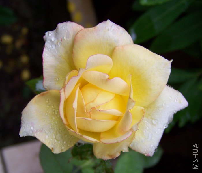 �ɰ���ϸ���