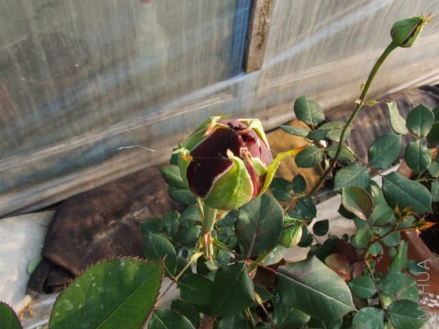 DSCF1540 [640x480].JPG