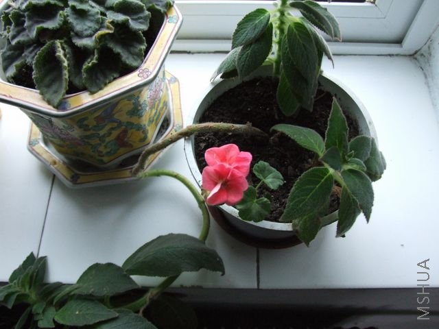 DSCF1690 [640x480].JPG