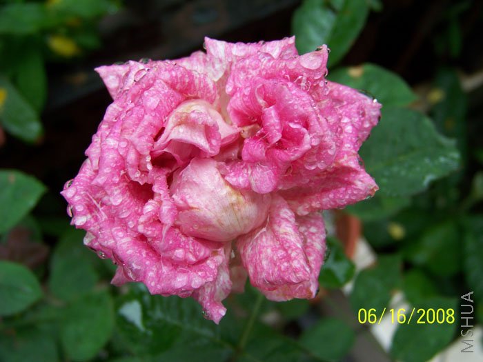 ���Ҳ����Ĳ���