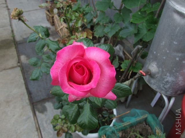 DSCF1697 [640x480].JPG