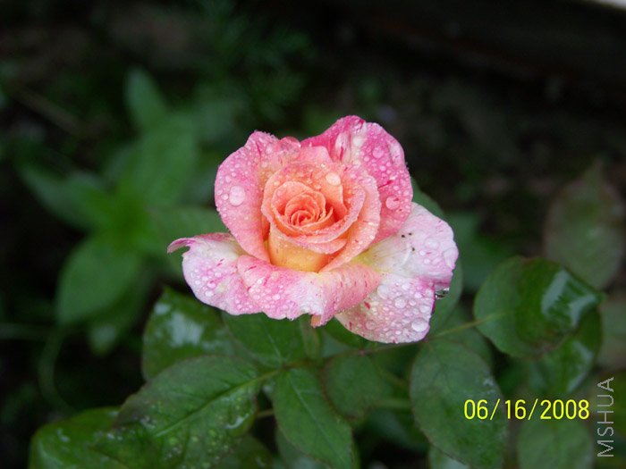 ������ÿ������ڻ�