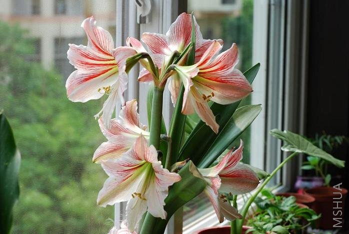 ���� DSC_0685.JPG