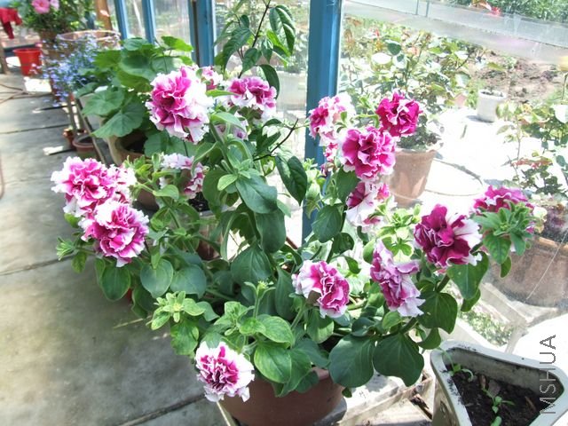 DSCF1787 [640x480].JPG