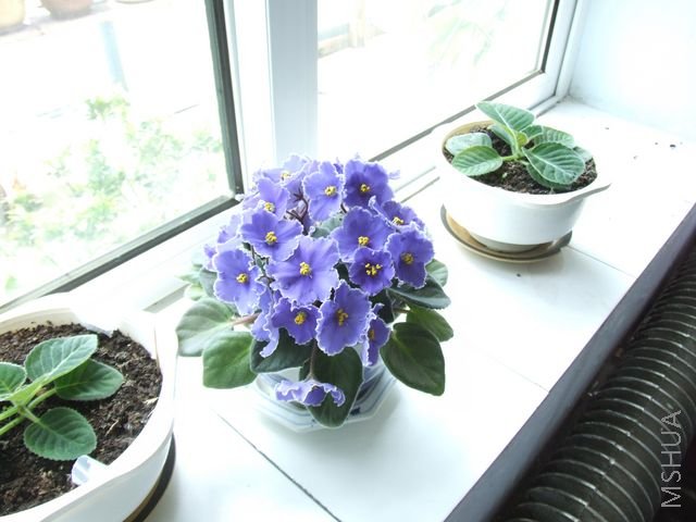 DSCF1780 [640x480].JPG