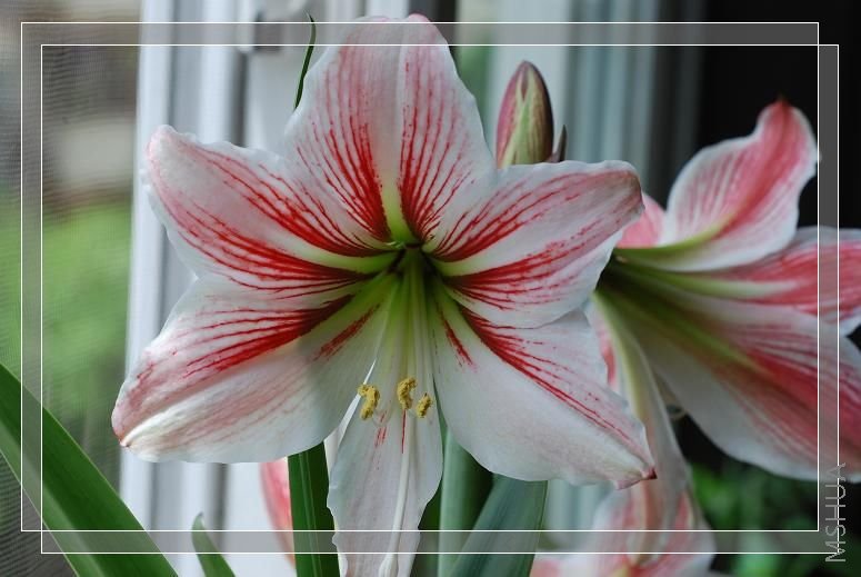 ���� DSC_0603.JPG