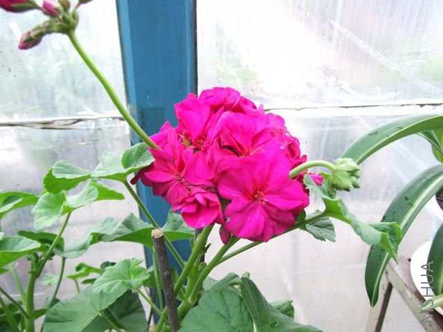 DSCF1705 [640x480].JPG