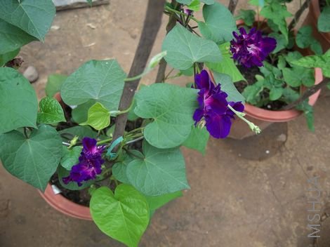 ���ܿ���������