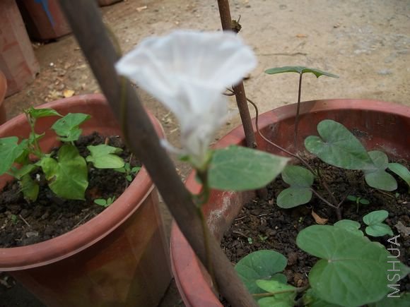 �յ�Ч���ܲ���Ҳ���Ǻ�������ֻ�ܿ����ֵ���ô����