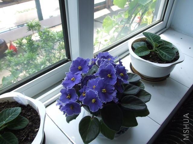 DSCF1781 [640x480].JPG