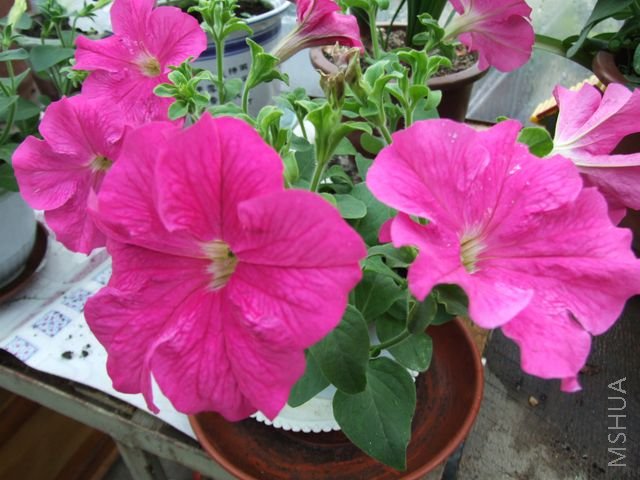 DSCF1706 [640x480].JPG