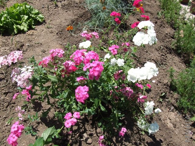 DSCF1790 [640x480].JPG