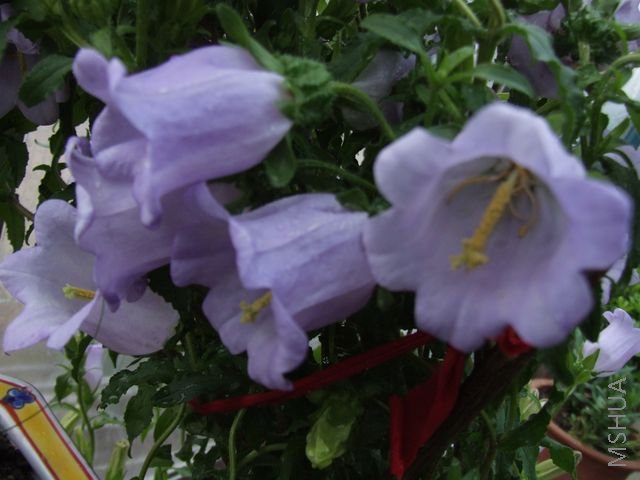 DSCF1709 [640x480].JPG