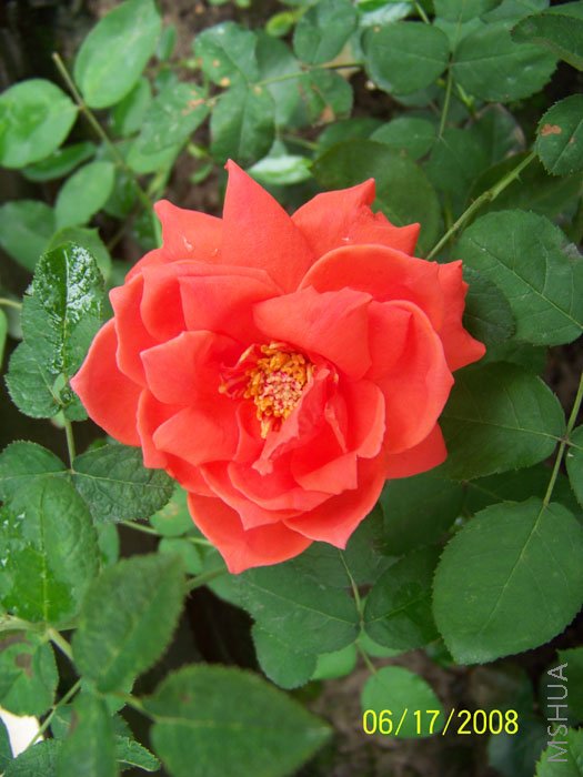 ����ʢ��