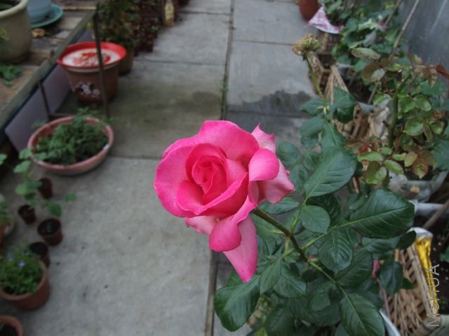 DSCF1708 [640x480].JPG