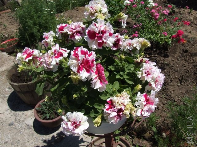 DSCF1789 [640x480].JPG