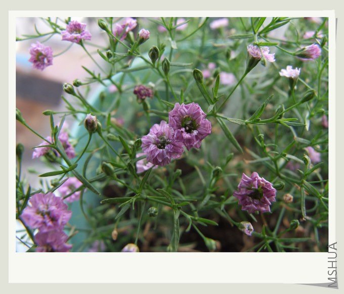 ������С ��԰05.jpg