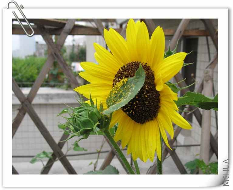 ����ե�͵����տ���