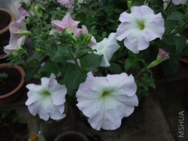 DSCF1703 [640x480].JPG