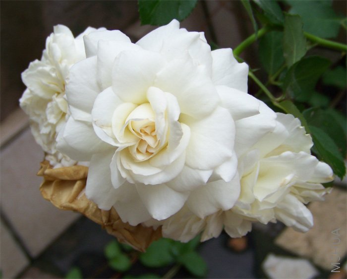 С�����ֵ�,һ���Ѿ���ˮ�ݵĲ���������55