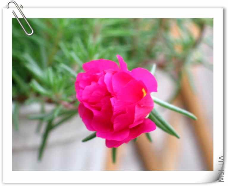 �ذ�̫��������ɫ����