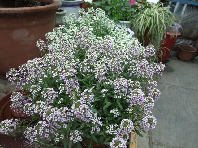 DSCF1704 [640x480].JPG