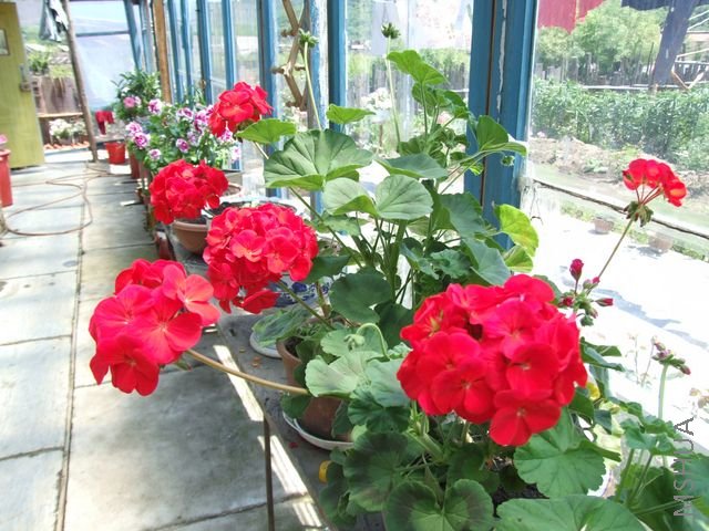 DSCF1785 [640x480].JPG