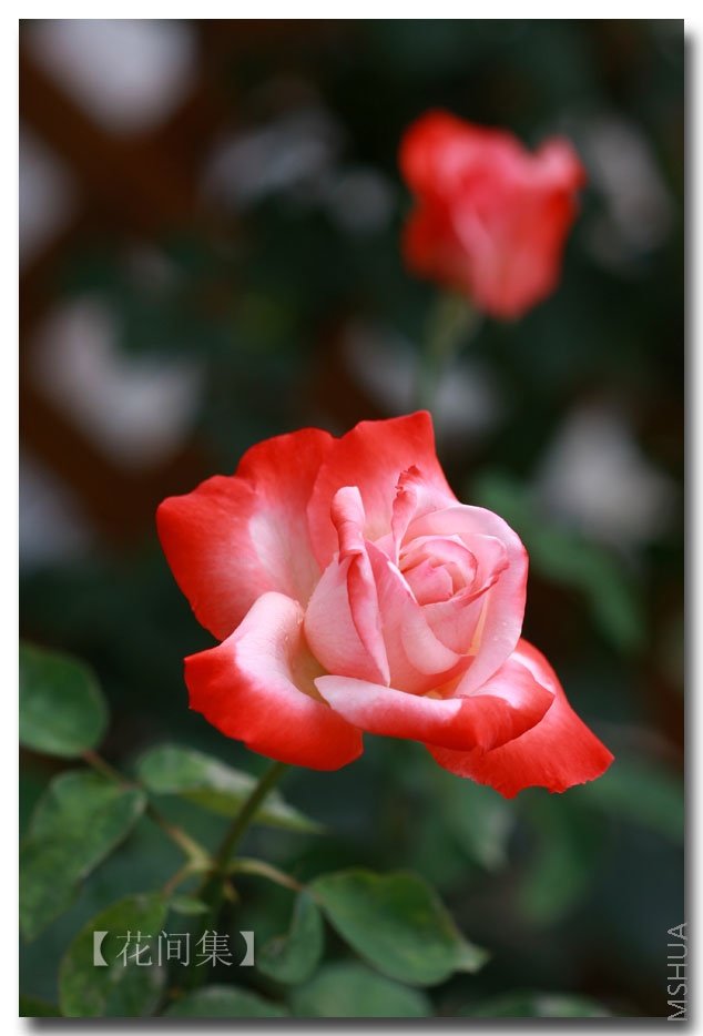 IMG_6703 ����.jpg