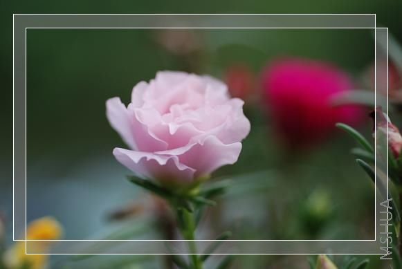 DSC_1031.JPG