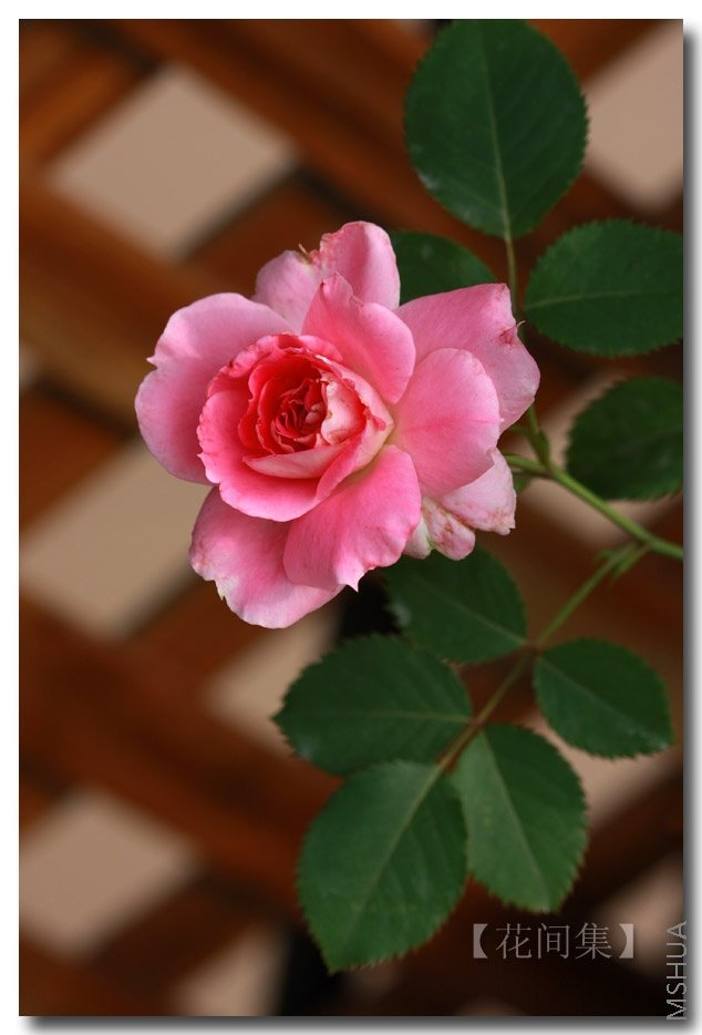 IMG_6193 ����.jpg