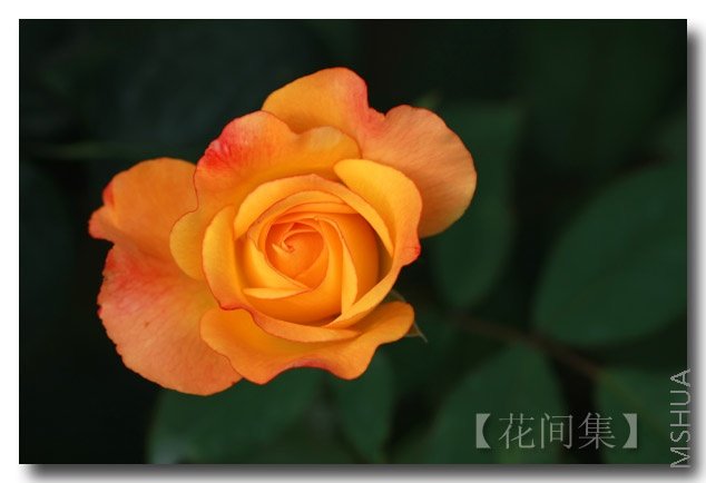 IMG_6246 ����.jpg