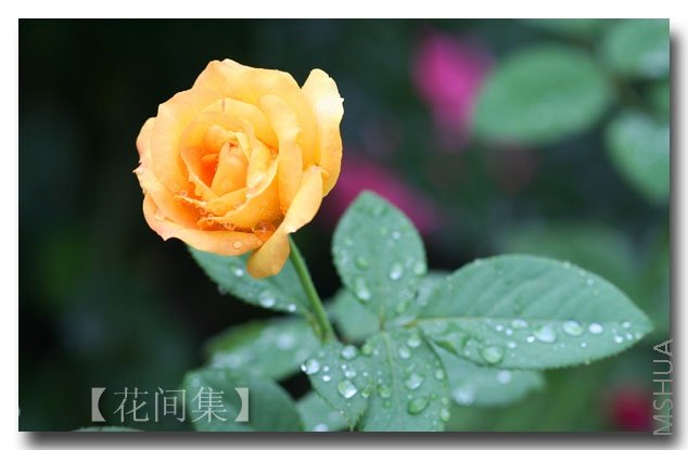 IMG_2909 ����.jpg