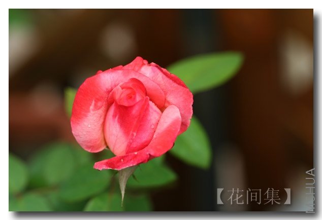 IMG_3012 ����.jpg