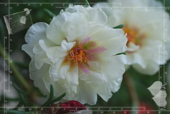 DSC_1186.JPG