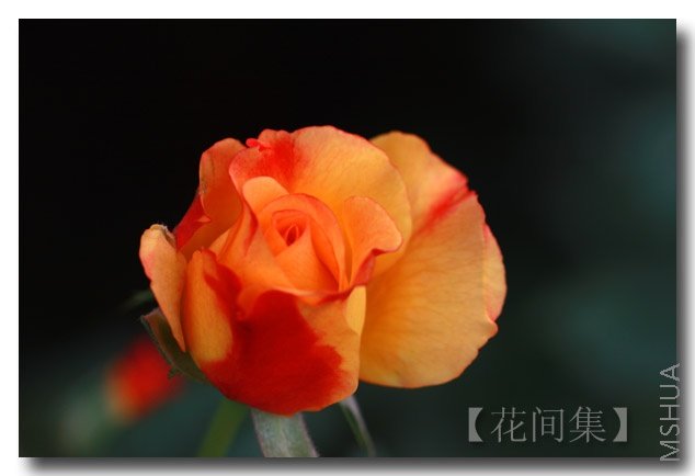 IMG_6317 ����.jpg