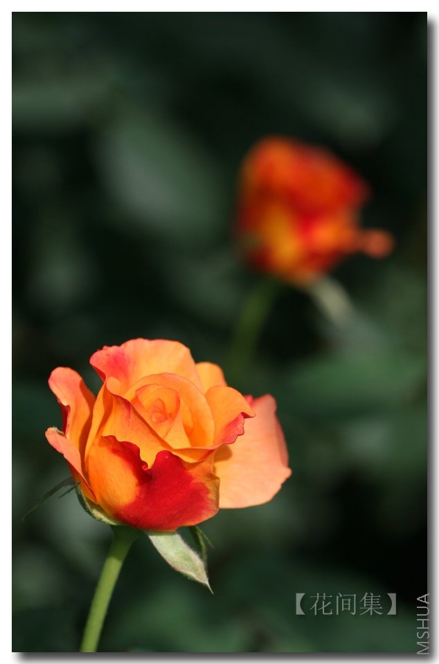 IMG_2540 ����.jpg