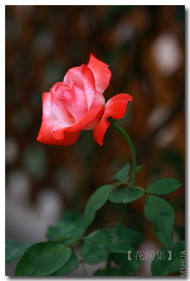 IMG_6798 ����.jpg