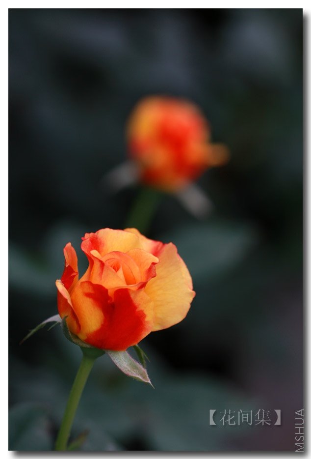 IMG_6315 ����.jpg