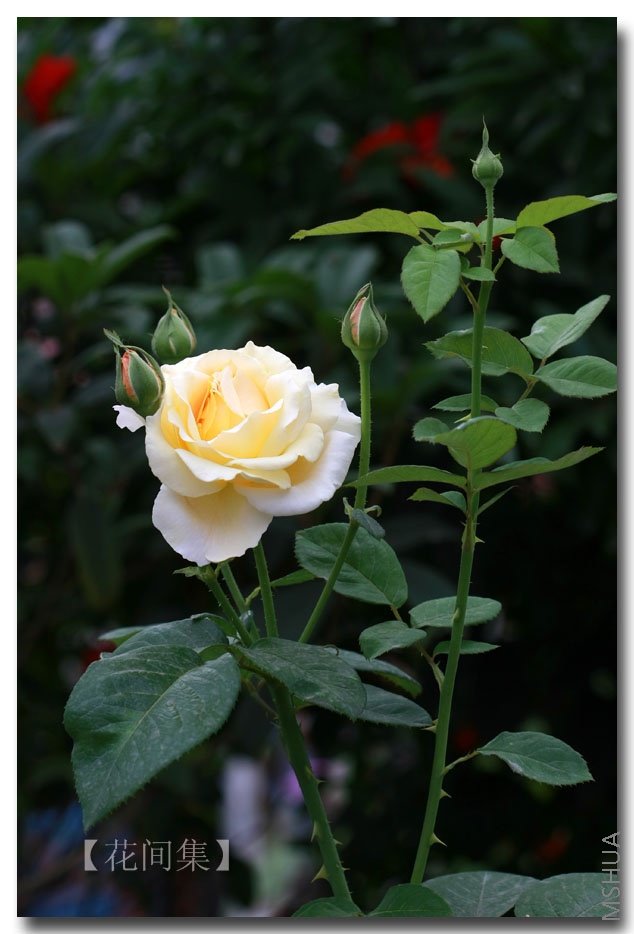 IMG_6249 ����.jpg